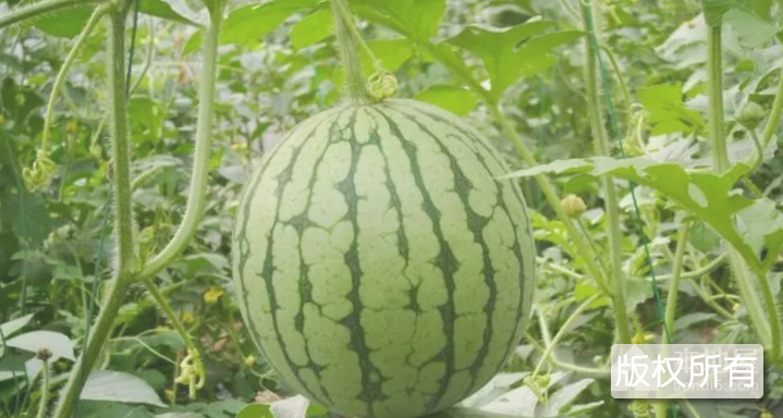 陵水西瓜