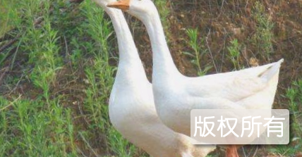溪芝鹅