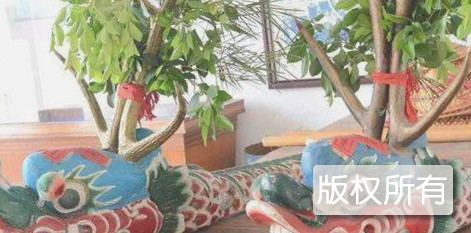 东莞旱木龙