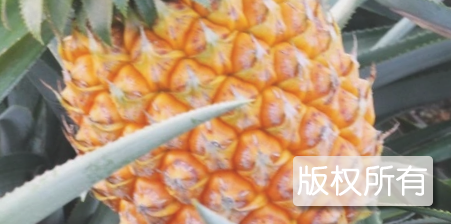 神湾菠萝