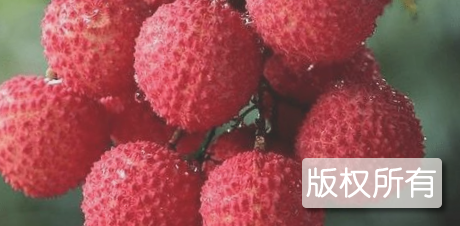 古凤荔枝