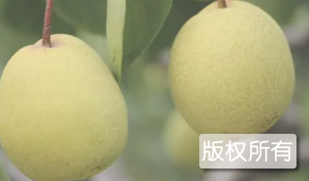 刘村酥梨