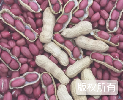 小村红衣米花生