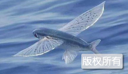 飞鱼