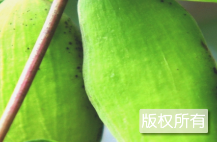 竹山肚倍