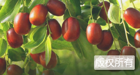上郭大枣