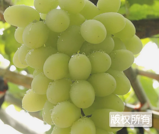 牛奶葡萄