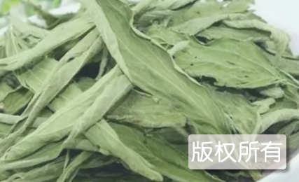 明光甜叶菊