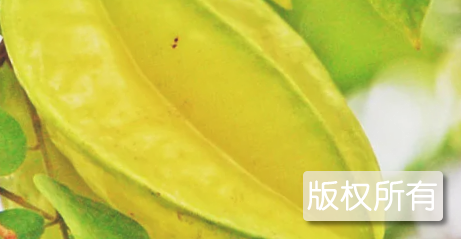 石井杨桃