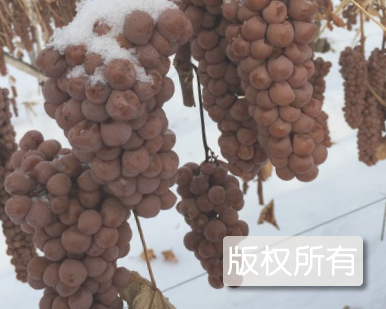 北甸子冰葡萄