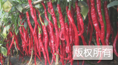 上高辣椒