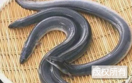 迎江白鳝