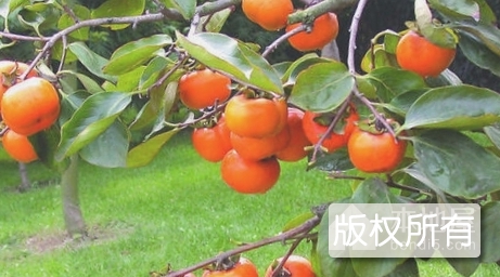 峄城柿子
