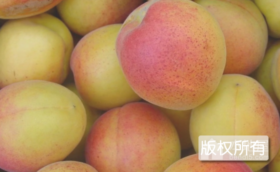 清徐沙金红杏