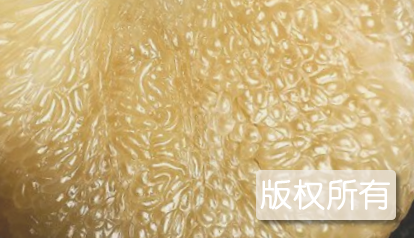 天保文旦柚