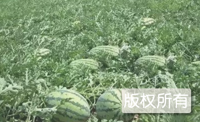 沙沟西瓜