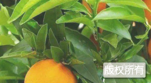天岩寨柑桔