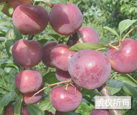 平安大李子