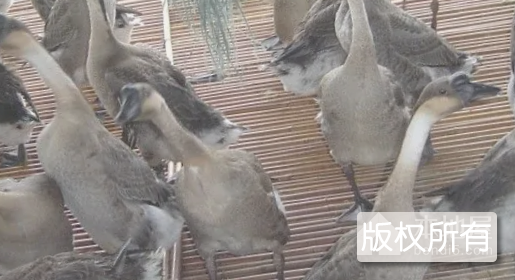 三洲黑鹅