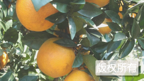 平远慈橙
