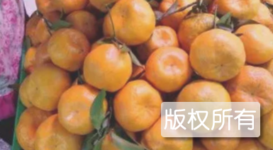 留佳椪柑