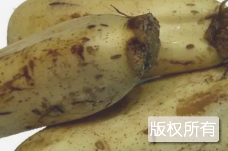 乐平莲藕
