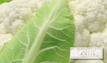 张港花椰菜