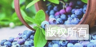 蓝莓