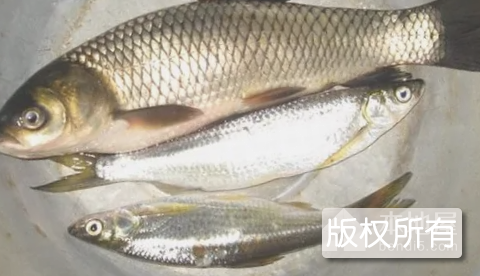 鲤鱼虫