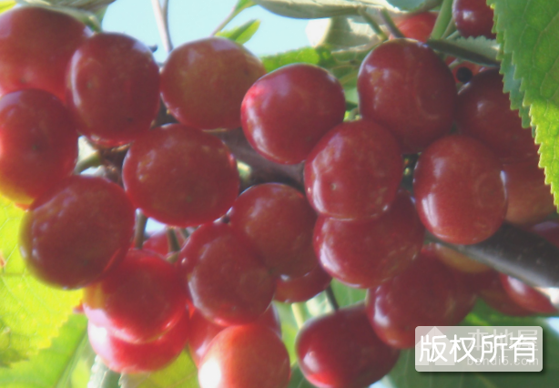 云山大樱桃