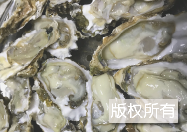 莆田牡蛎