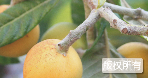 米易早春枇杷