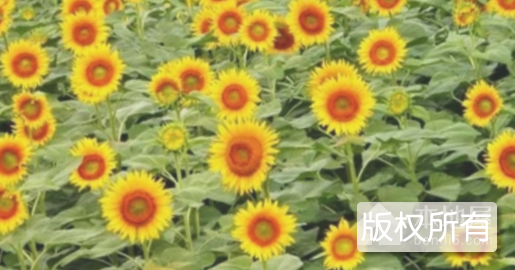 油葵