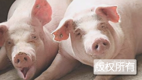 荣昌白猪