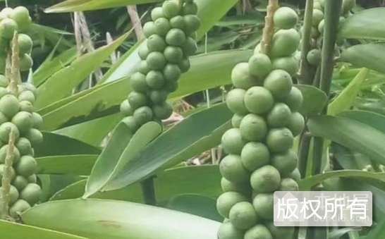 益智果