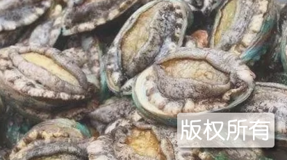 东山鲍鱼
