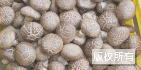 日照香菇