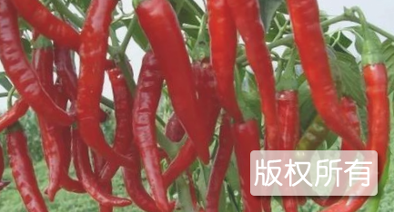 碑记大辣椒