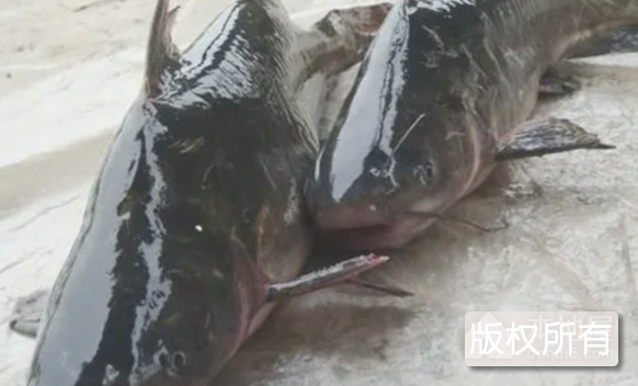 宜昌长江肥鱼