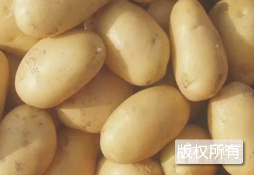 兴和马铃薯