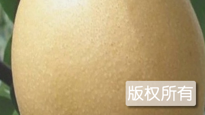 洞冠梨