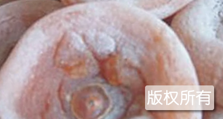 焦作柿饼