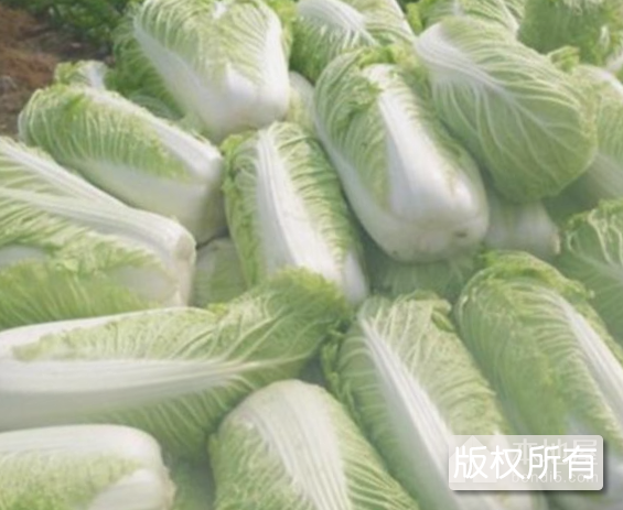 滕州大白菜