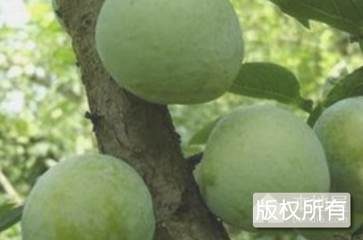 夏茂花柰