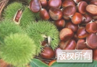 天师板栗