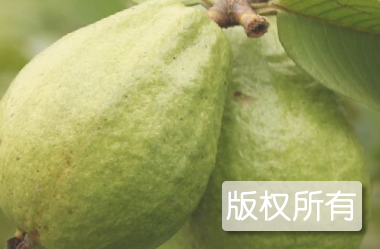化州番石榴