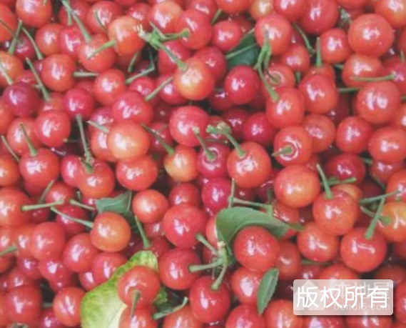 莲汪樱桃