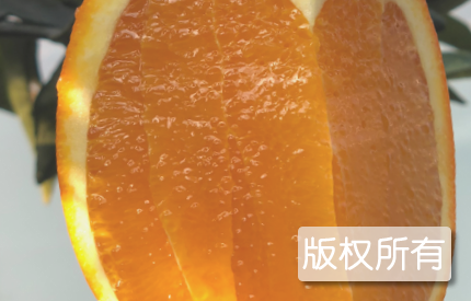 龙海脐橙