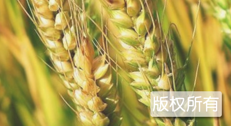 东阿小麦
