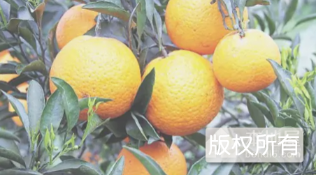 长叶香橙